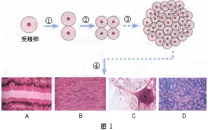受精卵经过细胞分裂,分化,形成了组织