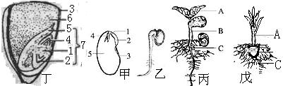 例2:右图是玉米种子,菜豆的种子和幼苗,据图回答问题.