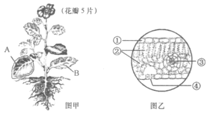 (www.zxxk.com)--教育资源门户，提供试卷、教案、课件、论文、素材及各类教学资源下载，还有大量而丰富的教学相关资讯！