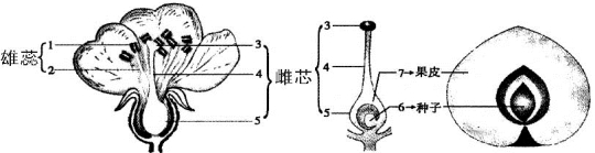 花与果实的形成