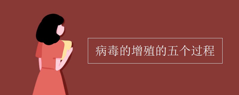 病毒的增殖的五个过程