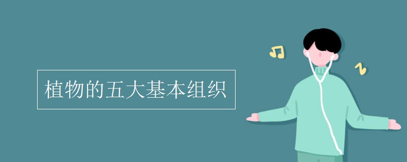 植物的五大基本组织
