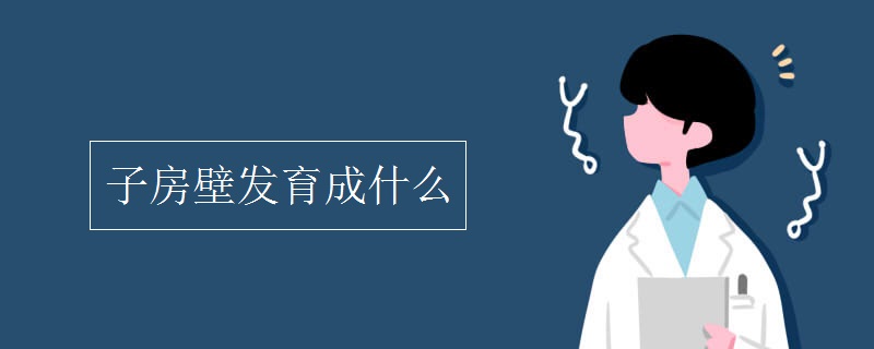 子房壁发育成什么