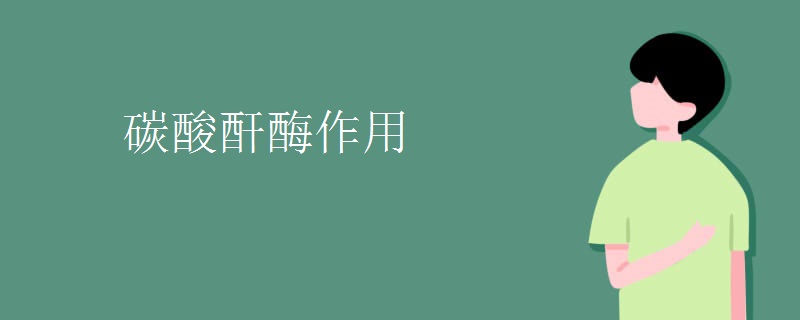 碳酸酐酶作用