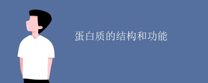 蛋白质的结构和功能
