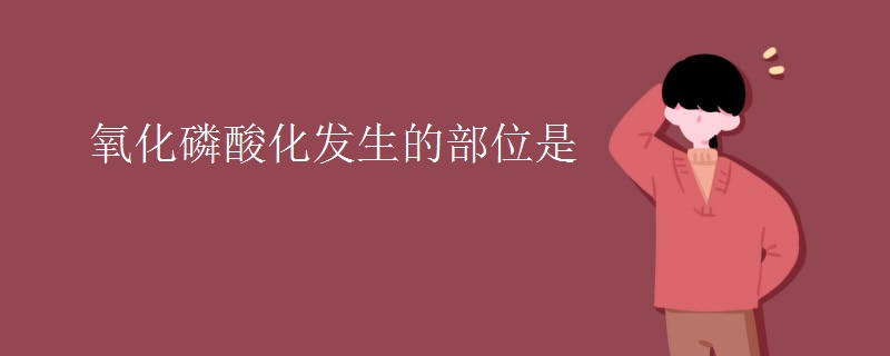 氧化磷酸化发生的部位是