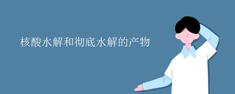 核酸水解和彻底水解的产物